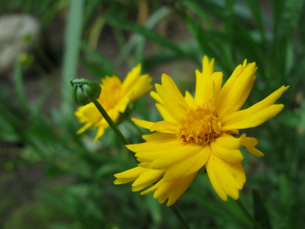 黄蜱草花图片下载