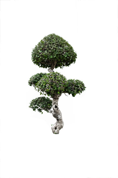 孤立的盆景图片下载