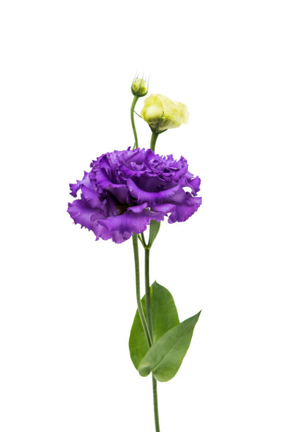 美丽eustoma图片下载