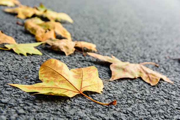 秋天路上的枯叶。图片下载