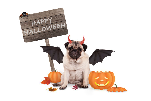 哈巴狗在万圣节装扮成魔鬼，带着有趣的南瓜灯和木板图片下载