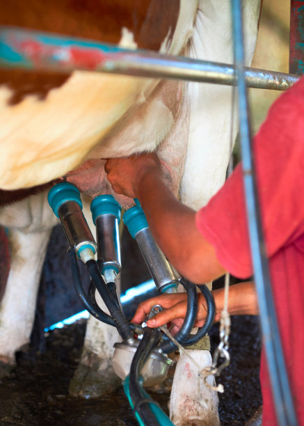 用管道和奶牛管道挤奶的挤奶工图片下载