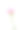 康乃馨照片素材ID：311468700