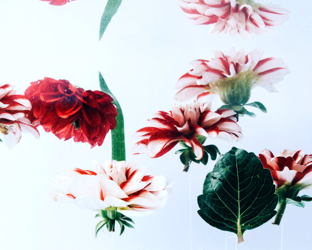 在明亮的背景下水下的花。图片下载