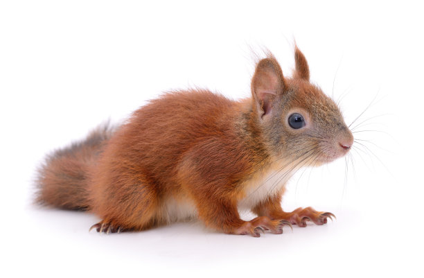 欧亚红松鼠。图片下载