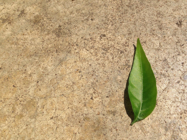 水泥地板上的一片绿叶图片下载