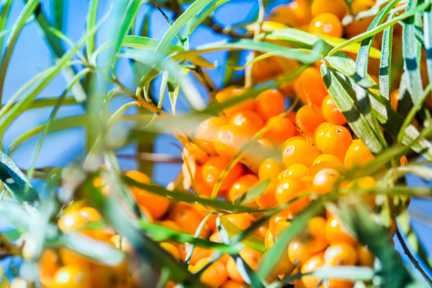 阿古西耶，海湾图片下载