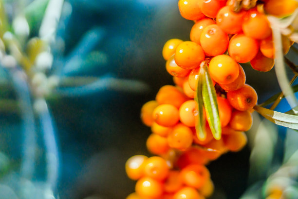 阿古西耶，海湾图片下载