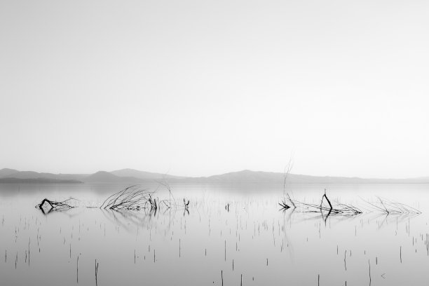 骨架树和树枝在完全静止的水中，有着柔和的音调图片下载