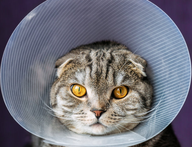 我的猫在一个塑料保护项圈图片下载