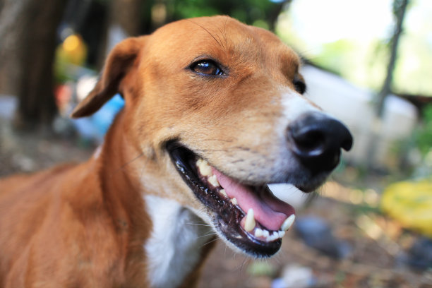 棕色的狗的微笑。图片下载