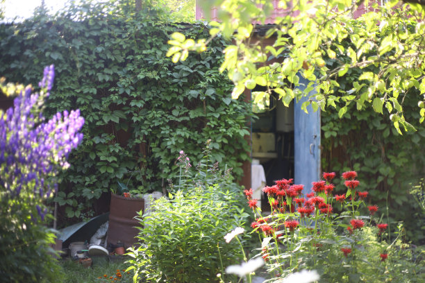 夏日盛开的碧桂园图片下载