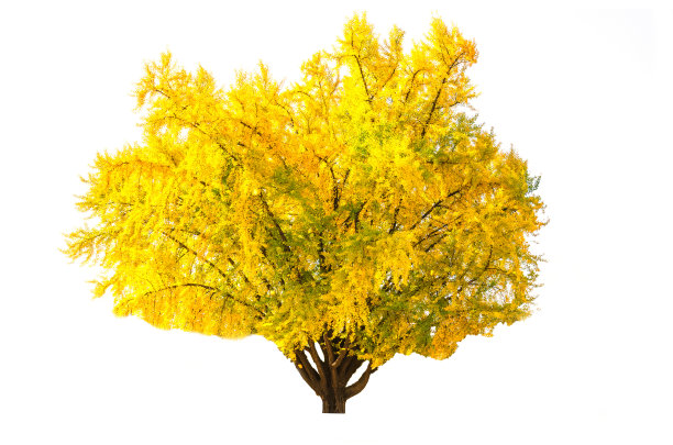 秋天的树，孤立在白色的背景图片下载