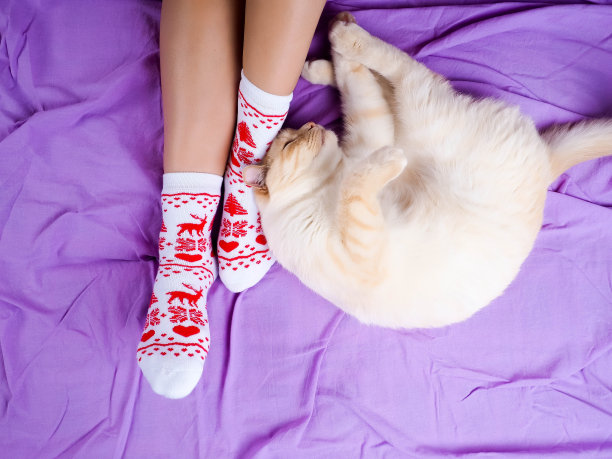 软照片的女人在床上的笔记本，一杯咖啡，顶部的观点。女人的腿在温暖的羊毛袜子。图片下载