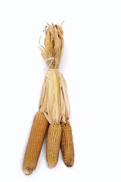 白爆米花1图片下载