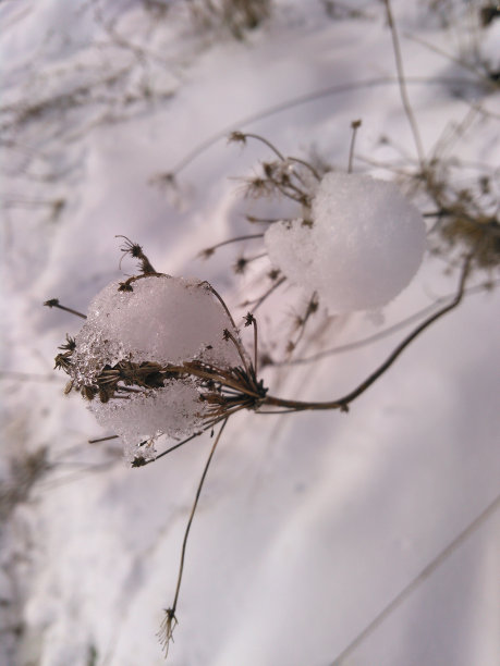 雪落在干燥的植物上图片下载