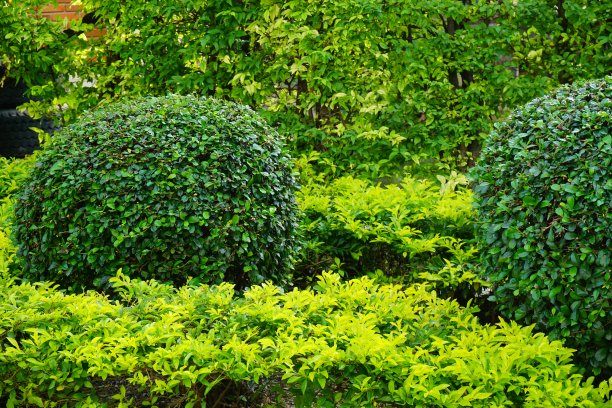 美丽的花园，树木，草坪，绿色的夏天素材图片