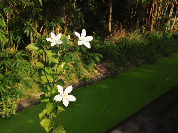 野外的白花。图片与复制空间。图片下载