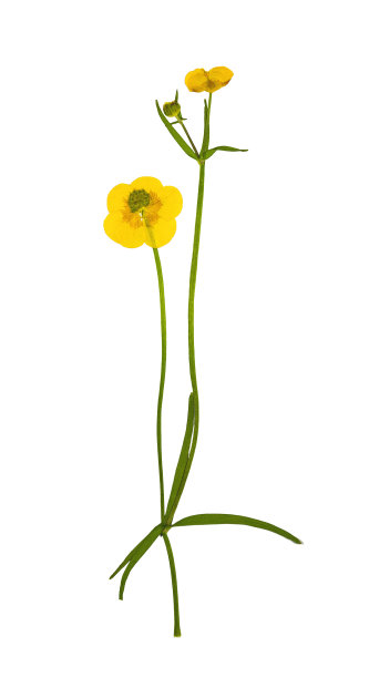 压榨和干燥的灌木草甸毛茛。孤立的图片下载
