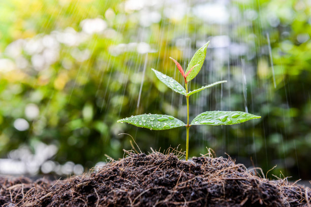 在雨中给土壤中的植物浇水素材图片