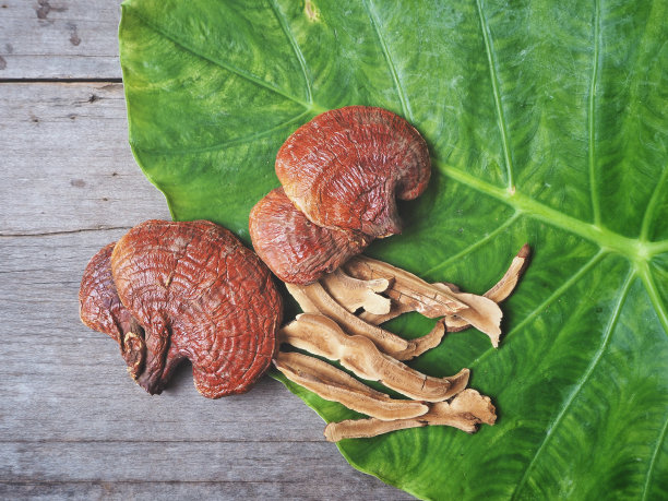 灵芝-灵芝菇素材图片