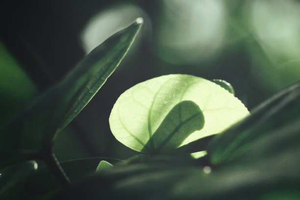 绿色的树叶素材图片