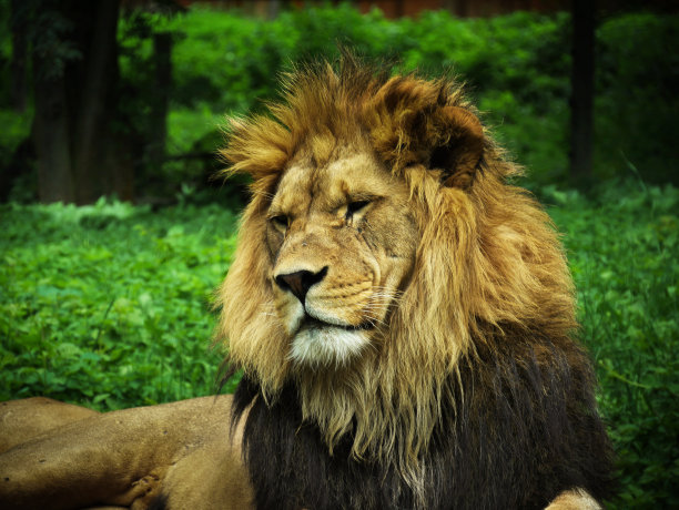 狮子的头图片下载
