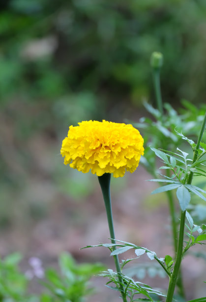 金盏花图片下载
