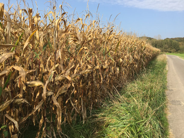玉米地准备收割了图片下载