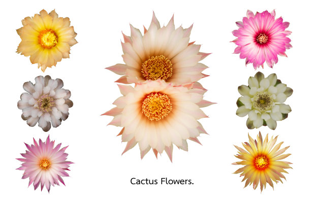 一组仙人掌花图片下载