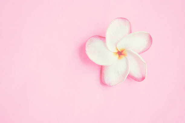 甜粉色纸上的粉色鸡蛋花图片下载