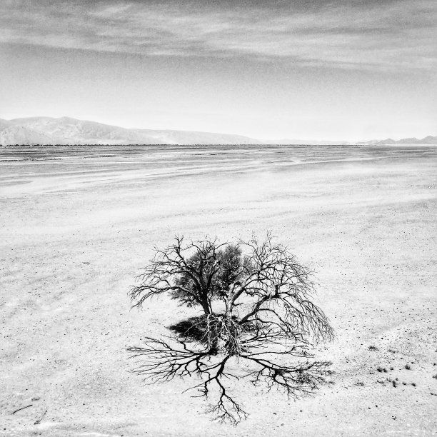 树的艺术图片下载