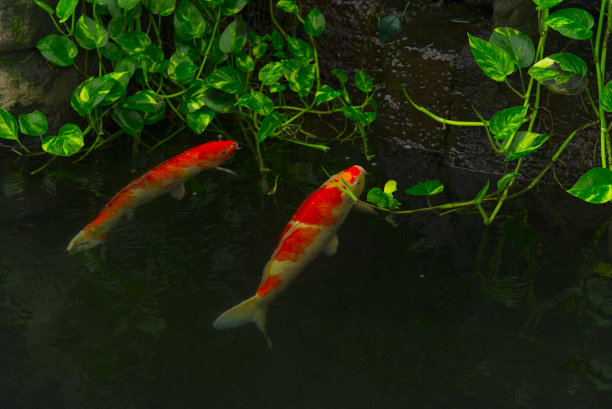 鲤鱼或锦鲤在池中游动，游动的运动与空间，生动的色彩，选择性聚焦图片下载