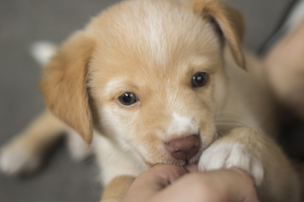 可爱的狗和蓝色的眼睛素材图片