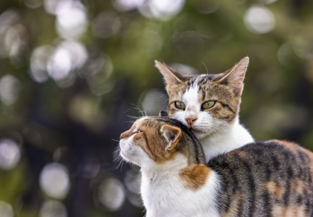 两个可爱的猫图片下载