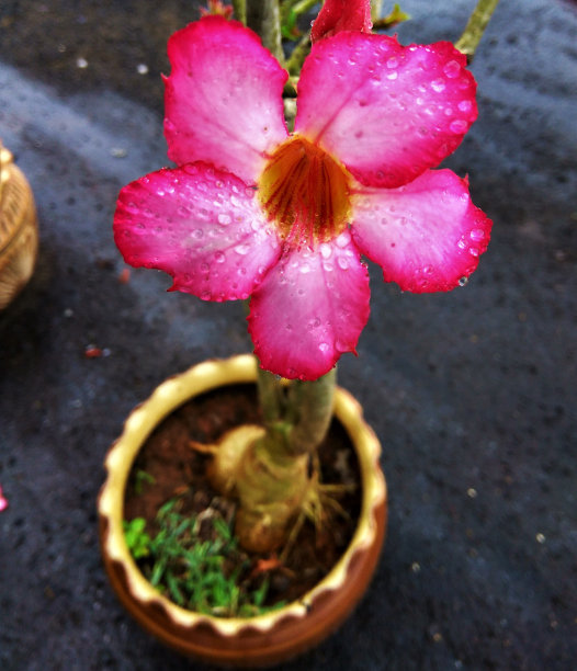 杜鹃花粉色花朵图片下载