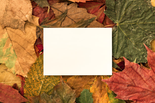 纸卡以秋叶为背景图片下载