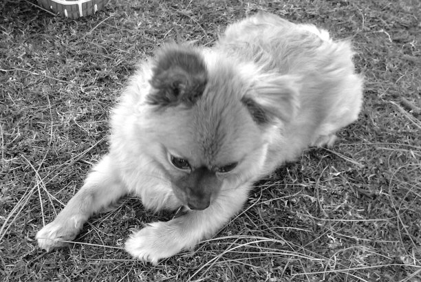 草坪上的小狗图片下载