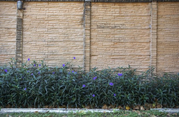 墙上装饰着一束鲜花图片下载