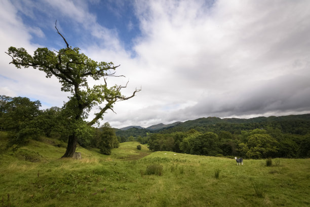 放牧的赫德威克羊在绿色的乡村与特殊的树站在景观素材图片