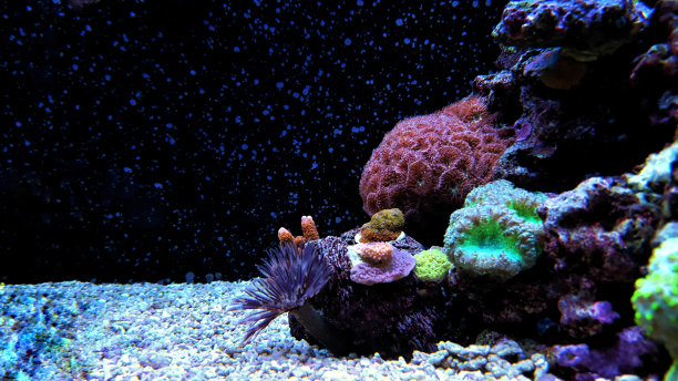 礁水族缸图片下载