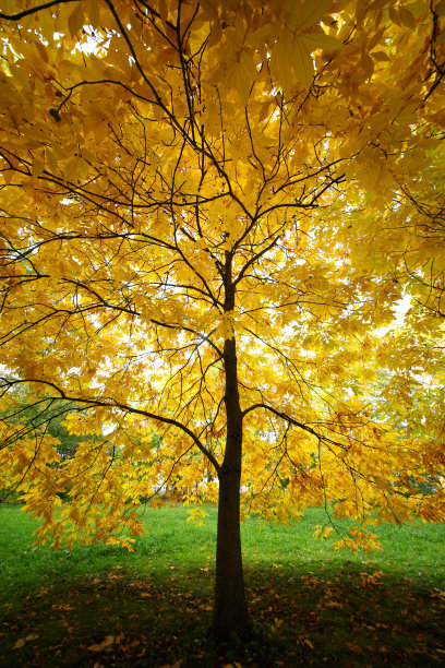 秋天的树图片下载
