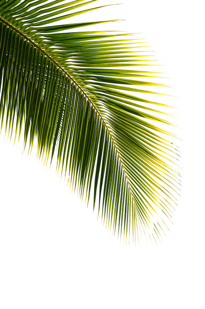 棕榈叶孤立在白色背景上图片下载