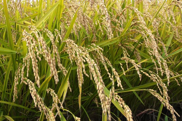 水稻收获图片下载