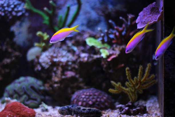 在咸水礁水族馆鱼缸里的鱼图片下载