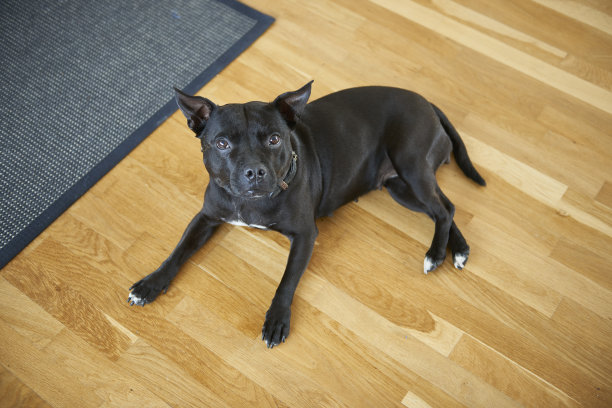 狗在硬木地板上图片下载