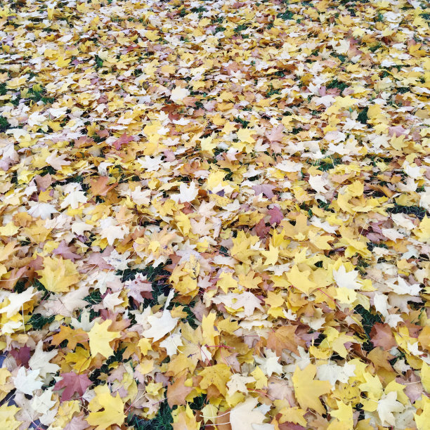 地上的枫叶图片下载