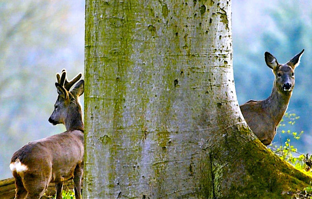 鹿站在一棵树旁图片下载