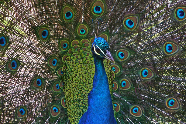 孔雀羽毛素材图片