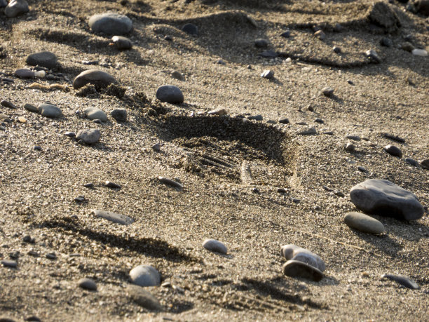 潮湿沙滩径图片下载